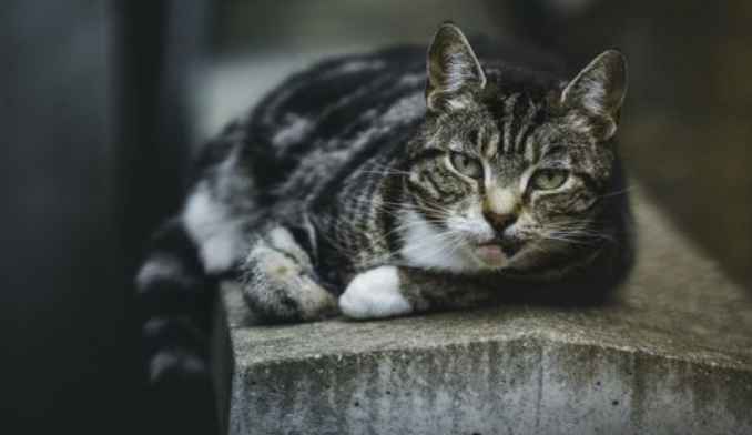 Cara Mengusir Kucing dengan Halus, Jangan Pakai Kekerasan!