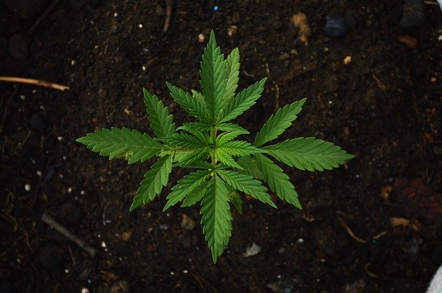 Bubba Kush Menjadi King Of Hemp Untuk Produk CBD dan CBG